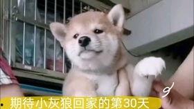 萌犬上仙，坏男人退散指南,上仙萌犬的退散指南